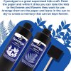 Jacquard Cyanotype - for Photographic Blueprints on Paper and Fabric - 2 Component Sensitizer Set - Bundled with Moshify Sponge Brush for Application-3